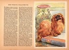 Vintage Pekingese Print Robert Scholz Pekingese Dog Wall Art Illustration 5706m