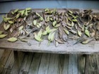 Lot 0f 10 -  2026 Organic Milkweed Pods W seeds - Excellent