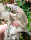 Rare Fossil Lobster Miocene Thalassina Anomala   mangrove Mud Lobster  Crayfish 