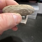 Fern Fossil Western Indiana Cracked Nodule With  Eight Paired Plus Minus Sides