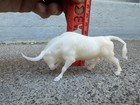 Breathtime Model Bull Printed Resin 2   x4    Stablemate Cattle