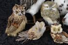 Owl Figures Lot Of 7 Realistic Cabin Rustic Feathers Wildlife Decor Lg To Sm