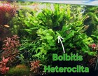 Epiphyte Triple Pack-live Aquatic Epiphyte Fish Tank Shrimp Tank Plant Aquascape