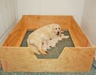 Whelping Box Heavy Duty Large 48x48  W rails liner Dog puppy pen frees h