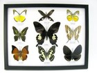 9 Beautiful Butterflies In Xl Showcase  Framed  Real  Taxidermy - A-09-helen-09