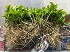 Pachysandra 100 Plants Ground Cover Evergreen Shade Thick Green Carpet Organic