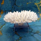 White Table Coral Large Cluster Acropora Latistella 1 Coral Approx  9-10  Inches