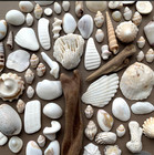 Sea Shell Mix From Japan