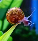 16 2mixed Color Ramshorn Snails Freshwater Live Algae Eaters  2 Free Floaters