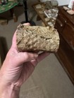 Kentucky Petrified Wood