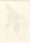 1920 s Antique Japanese Woodblock Print - Angry Diving Crow