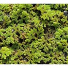 Fairy Moss Live Plant   Azolla Caroliniana   Floating Aquarium Pond Plant