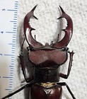 Lucanus Elaphus Male 54 30mm Indiana Lucanidae Stag Beetle Insect Bug