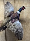 Brand New Jumbo Ringneck Rooster Pheasant Taxidermy Flying Wall Mount