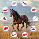 Horse Grooming Kit  Horse Brushes For Grooming 10pcs Horse Cleaning Tool Set Wit