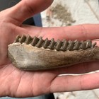 Fossil  Horse Mesohippus Lower Jaw  White River Badlands  Mammal Fossils