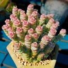 Live Rare Crassula Cv   jade Necklace  Succulent Plant Rooted In 2   Plant Pot