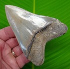 4 35      Megalodon Shark Tooth - Top 1  Real Fossil Sharks Teeth Jaw