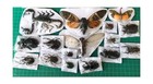 15 Real Unmounted Insect Specimens Beetle Bee Cicada Scorpion Lot Boset10