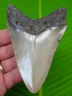 4 55      Megalodon Shark Tooth Real Fossil Sharks Teeth -  No Restoration