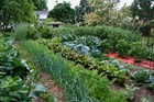 101 Varieties  47 000  Heirloom  Garden survival Seed Cache With  30 Herb Pack