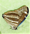 Blue Morpho Butterfly Morpho Adonis Huallaga Male Folded Fast From Usa