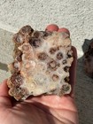 Agatized Rugose Colony Coral  Found In Southern Indiana  Cut  10 5 Oz