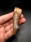 Huge 2 3    Phytosaur Dino Tooth Fossil Crocodile Dinosaur New Mexico Triassic