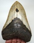 Megalodon Shark Tooth - Real Fossil - 4 98    Shark Teeth - No Restorations