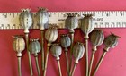 12 Dried Flower Poppies Seed Pods Natural Dried Flowers For Crafting Organic