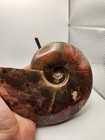 Polished 6x5in Fire Ammonite Fossil Specimen With Red And Green Iridescence