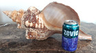Giant Conch Shell     19    5 Pounds   A Beauty