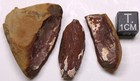 Mazon Creek 3d Sedgwickia Bivalve Clam Fossil Illinois Carboniferous