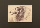 Rough Collie Matted   Framed   Ready To Gift - 1986 Vintage Dog Art Print W