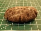 Hand Polished Petoskey Stone 4 1 Oz  Michigan Fossil - Pet2
