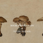 Vintage Mushroom Wall Art Poster  Farmhouse Mushroom Wall Decor  Retro Botanical