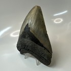 Megalodon Shark Tooth 5 06 Inch - Huge - Authentic Fossil - Natural Teeth 20408