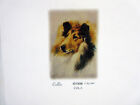 New Rough Collie Magnetic Refrigerator List Pad Set Of 2 Pads Ruth Maystead