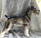 Vintage Shafford Large Schnauzer Dog American Kennel Club Japan Snaaty Guc