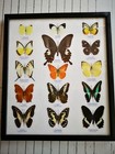 Vintage Real Taxidermy Butterfly Mix Wood Framed Insects Collectible Home Decor