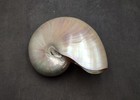 Pearlized Nautilus Seashell Polished  1 Shell Approx  7 5  Inches 