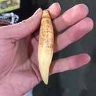 Antique Resin Crafts Retro Synthetic Bear Teeth Tiger Teeth Pendant Collection