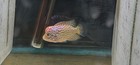Goldenbase Flowerhorn Fish 3 Inch