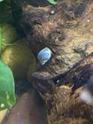 Blue Live Freshwater Aquarium Snails - Mixed Colors  Tropical  Beginner Friendly