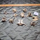 Lot Of 11 Real Animal Vertebrae Bones Natural Oddities Curio Art Craft Specimens