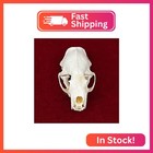 Clloeat Taxidermy Real Animals Skulls  Real Bones Specimen  Taxidermy Supplies F