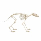 Real Fox Skull   Bone Skeleton - Taxidermy Specimen For Osteology  Gothic Decor 