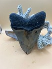 4 7    Megalodon Tooth  Protruding Root  Prehistoric Shark Fossil  Hand Recovered