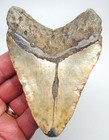 Megalodon Shark Tooth  Real Fossil 4 65    Sharks Teeth Xl Big Natural Meg
