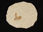 Winged Insect Fossil 100  Natural From Fossil Lake Wyoming 4 74